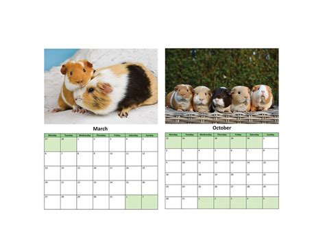 Guinea Pig Calendar 2023